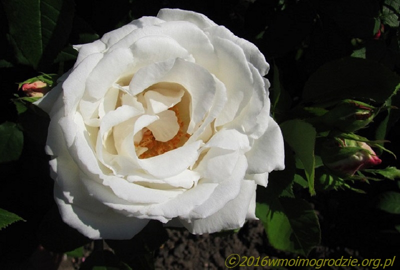 rose_frau_karl_druschki_1