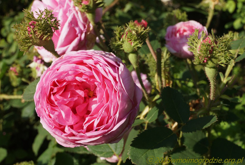 rose_cristata_1