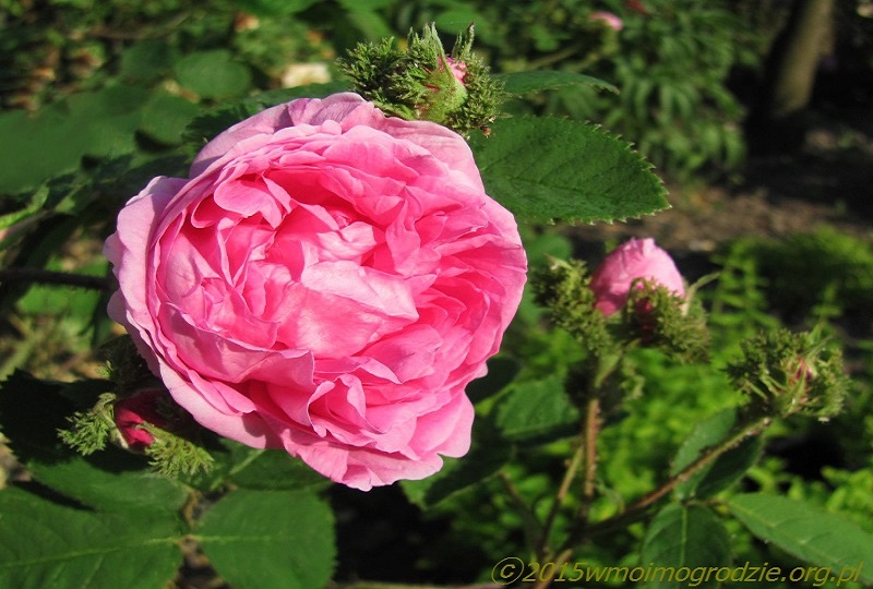 rose_cristata_1