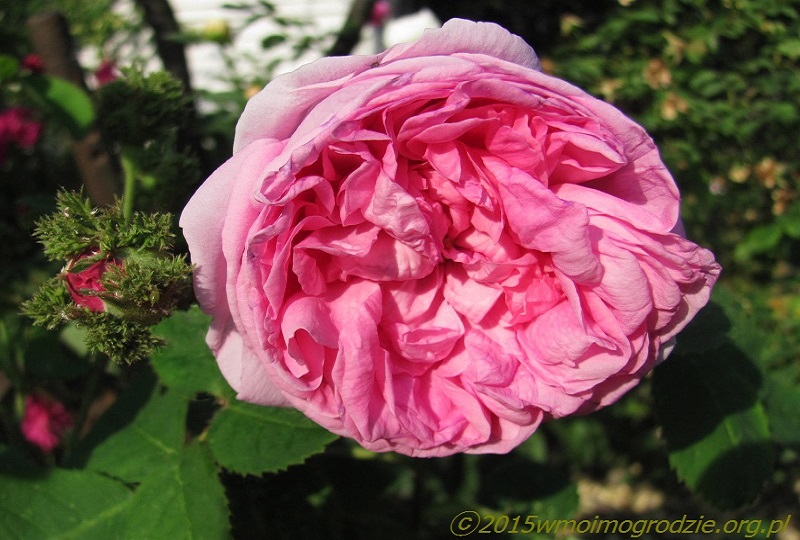 rose_cristata_2
