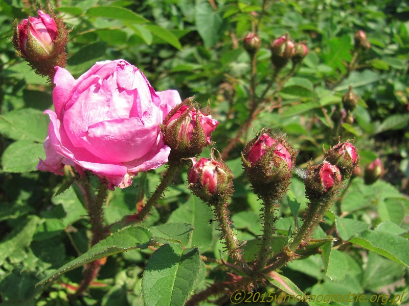 rose_eugenie_guinoisseau