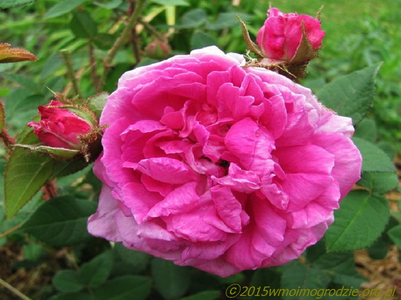 rose_eugenie_guinoisseau_1