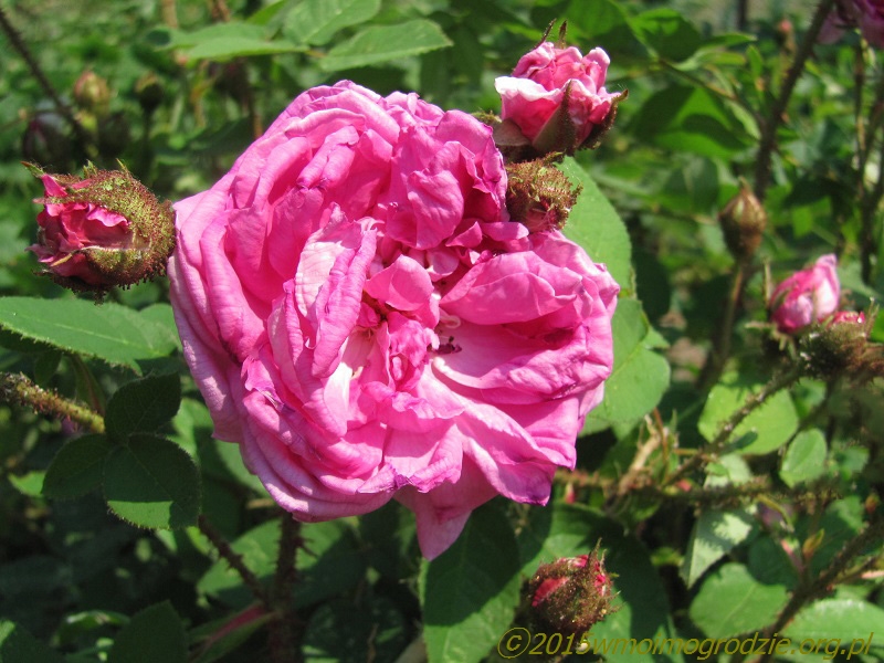 rose_eugenie_guinoisseau_2