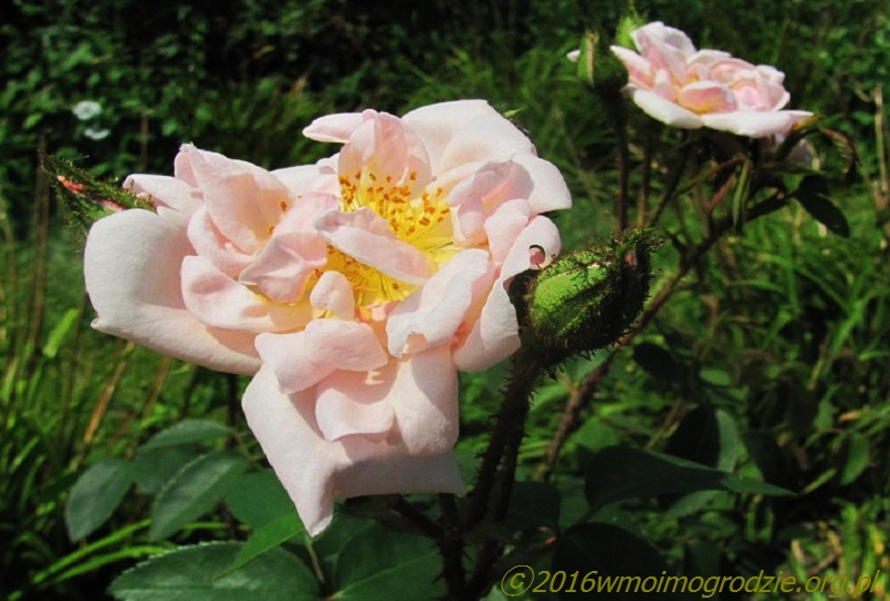 rose_gabrielle_noyelle