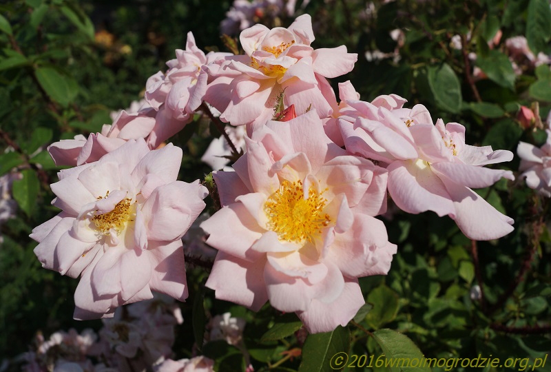 rose_gabrielle_noyelle_1