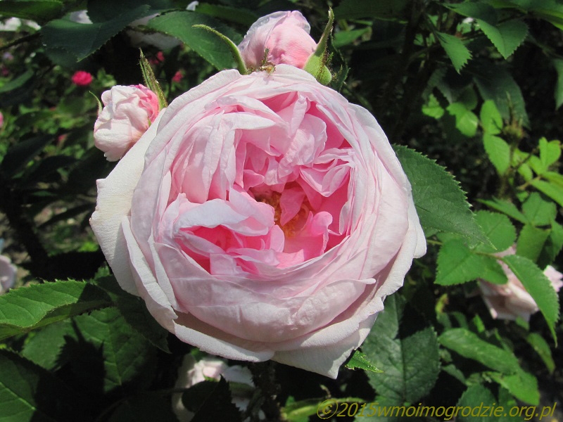 rose_mme_louis_leveque_1