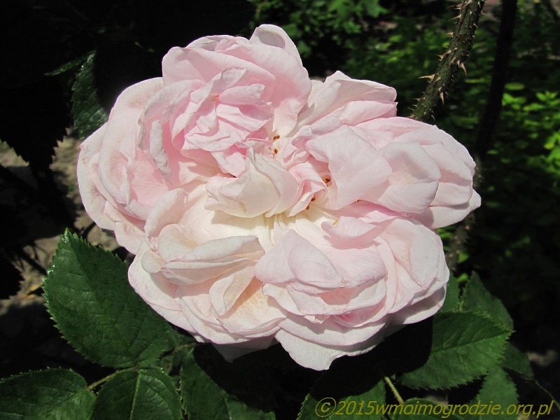 rose_mme_louis_leveque_2