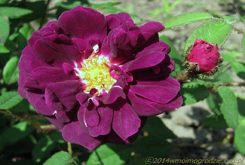 rose_nuits_de_young_1