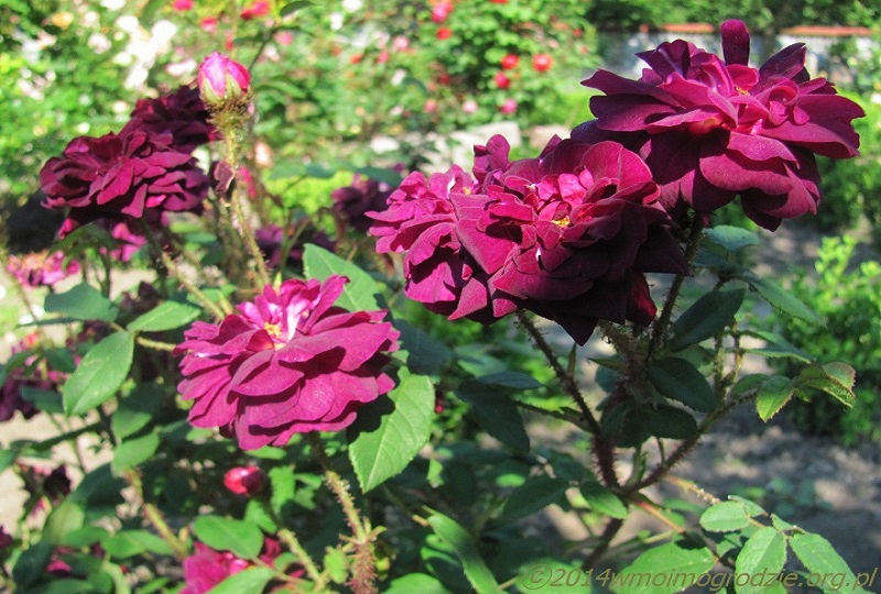 rose_nuits_de_young_2