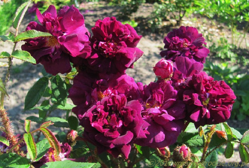 rose_nuits_de_young_3