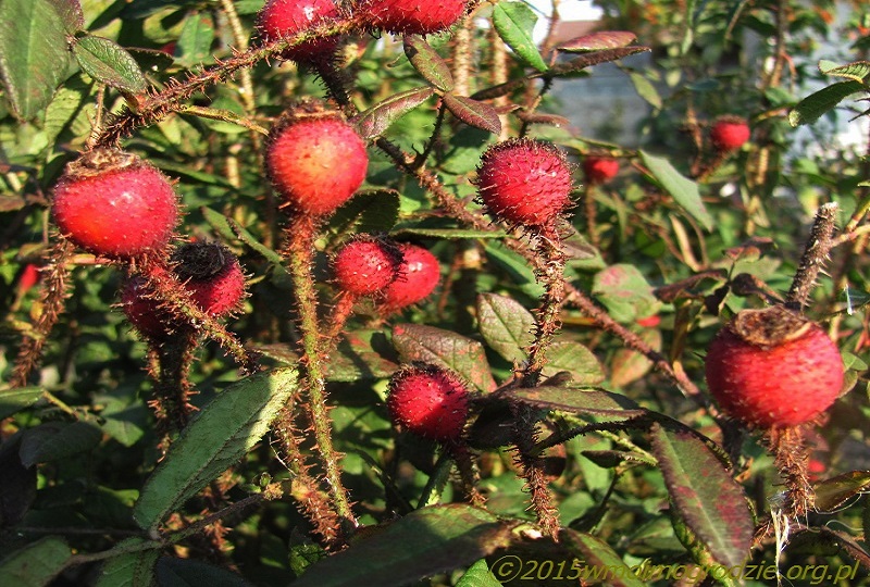 rose_nuits_de_young_fruits