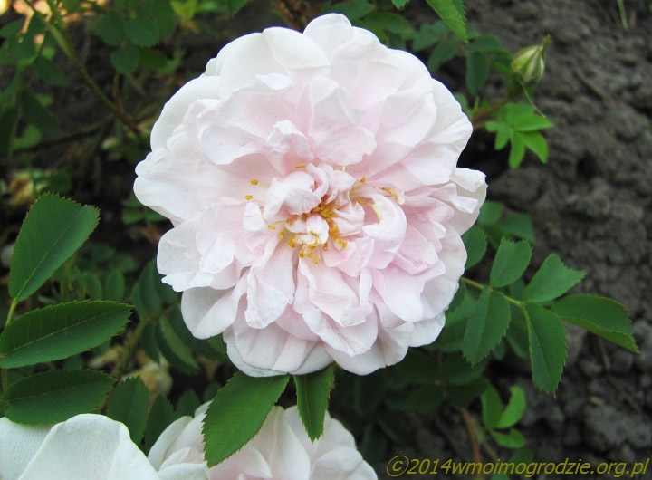 rose_stanwell_perpetual