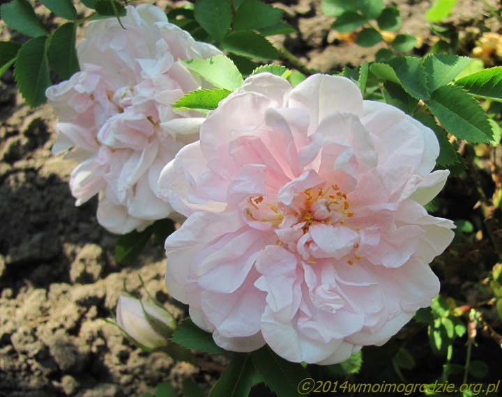 rose_stanwell_perpetual_1