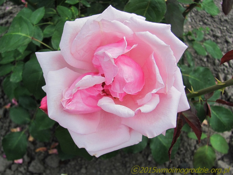 rose_la_france