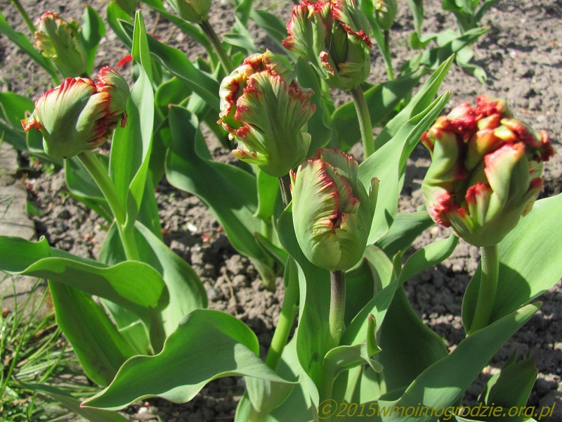 tulip_topparrot