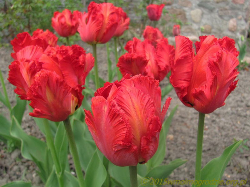 tulip_topparrot_1