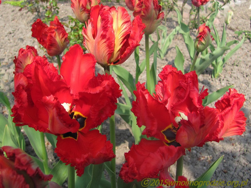 tulip_topparrot_2