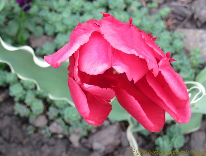 tulip_variegata_parrot