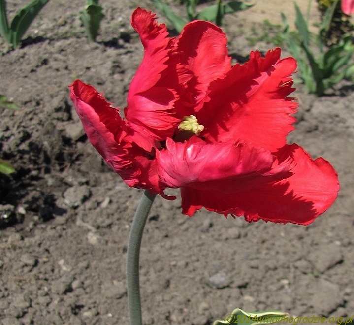 tulip_variegata_parrot_2