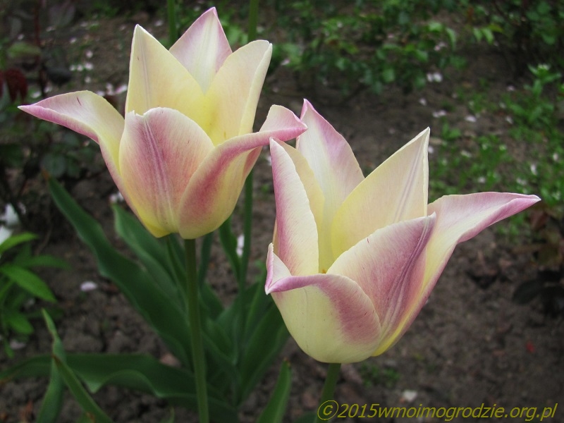 tulip_elegant_lady