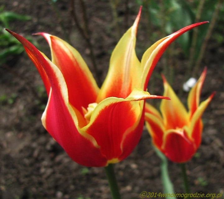 tulip_fly_away_2