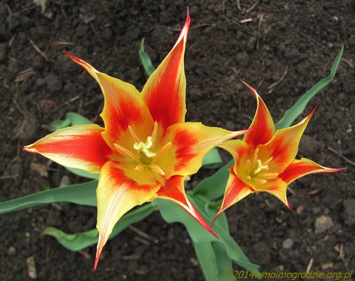 tulip_fly_away_3