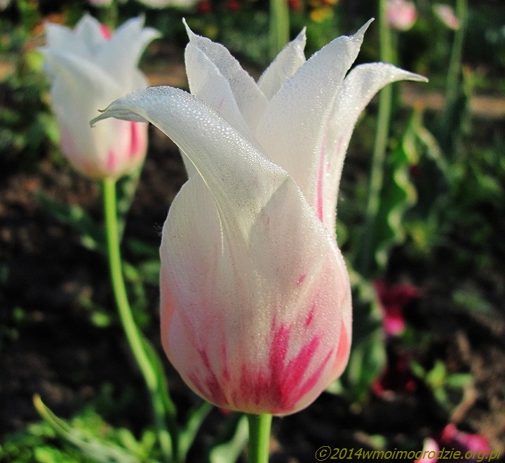 tulip_marilyn_2