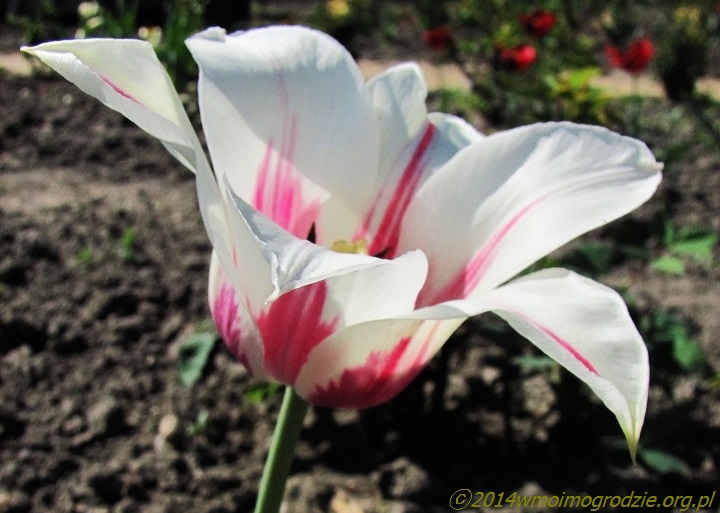 tulip_marilyn_3