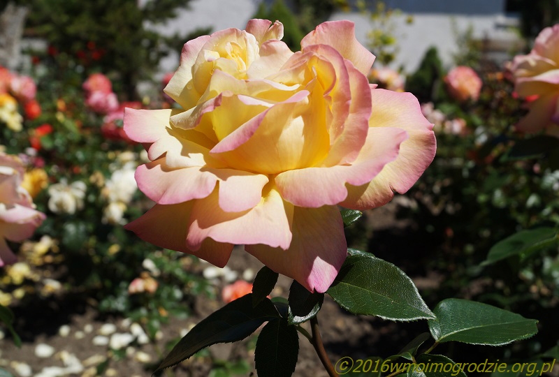 rose_mme_a_meilland_3