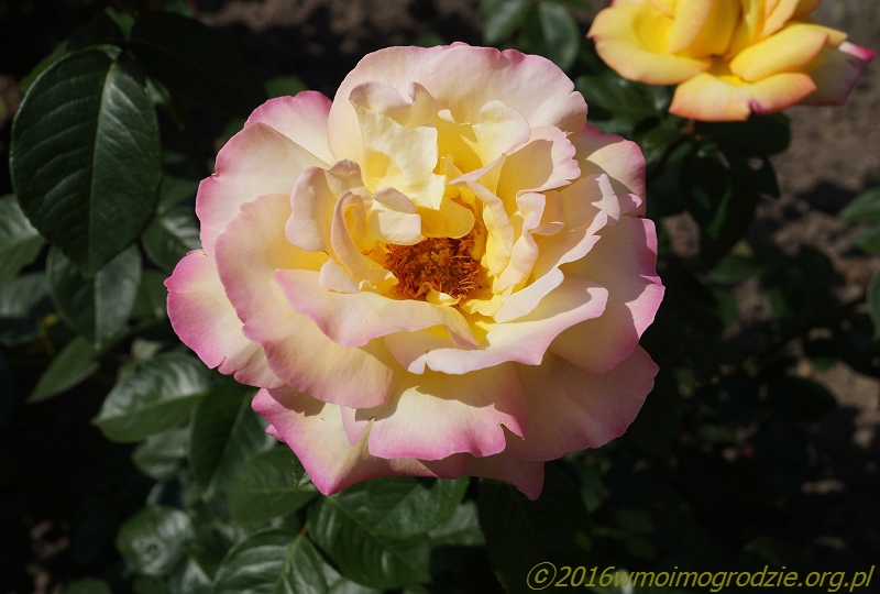 rose_mme_a_meilland_4