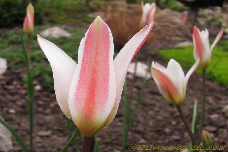 tulipa_clusiana_lady_jane