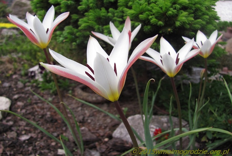 tulipa_clusiana_lady_jane_1