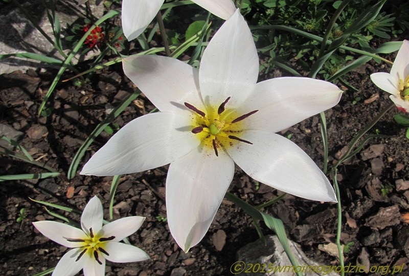 tulipa_clusiana_lady_jane_2