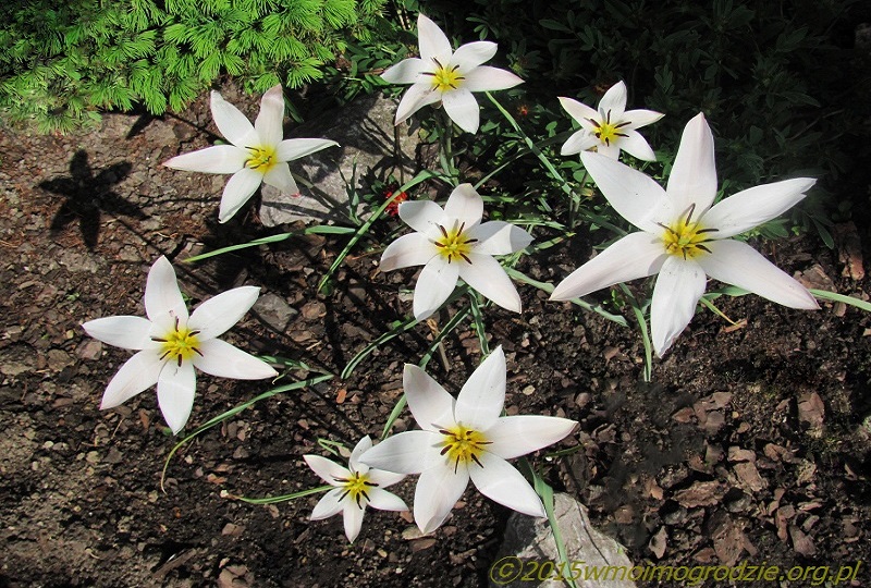 clusiana/tulipa_clusiana_lady_jane_3