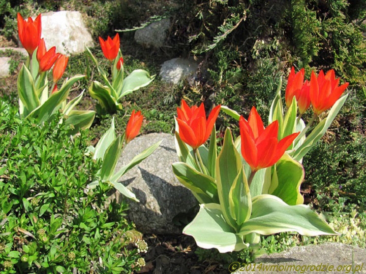 tulipa_praestans_unicum