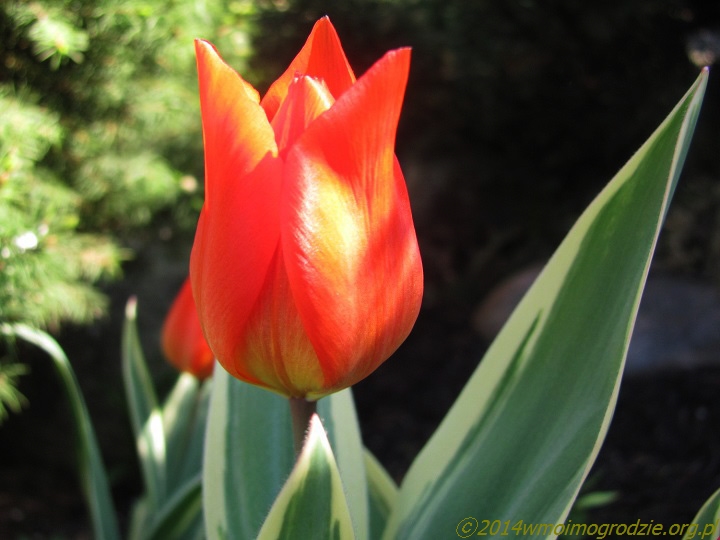 tulipa_praestans_unicum_1