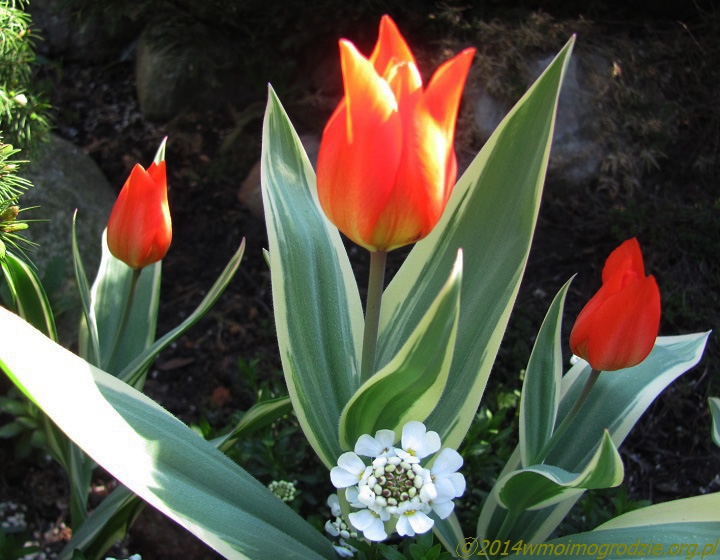tulipa_praestans_unicum_2