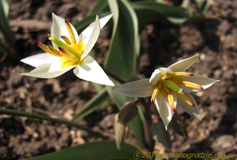 tulipa_turkestanica