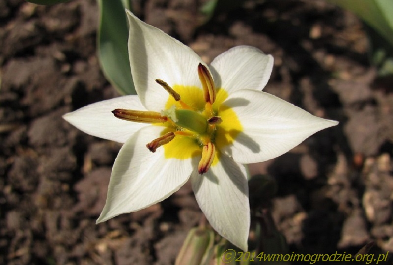 tulipa_turkestanica_1