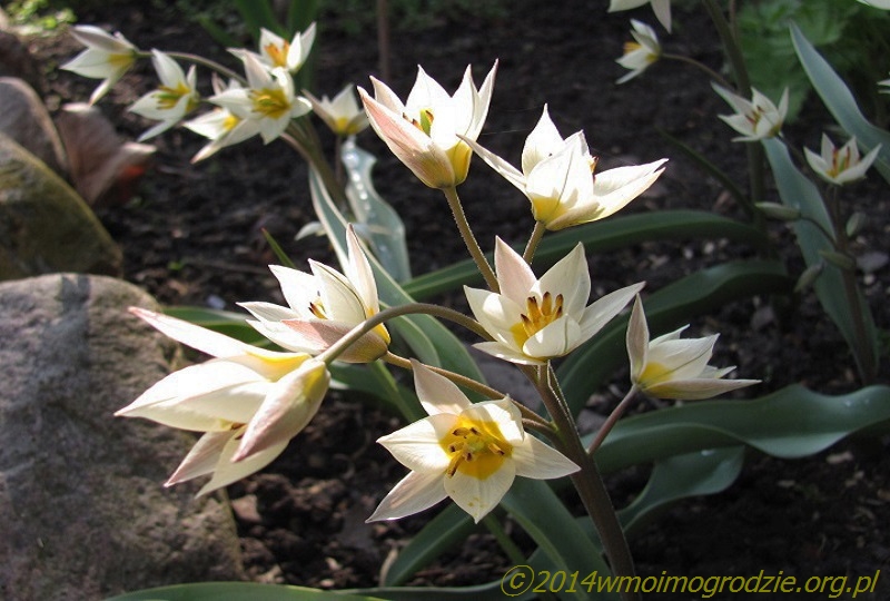 tulipa_turkestanica_2
