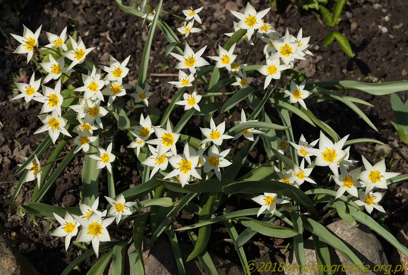 tulipa_turkestanica_3
